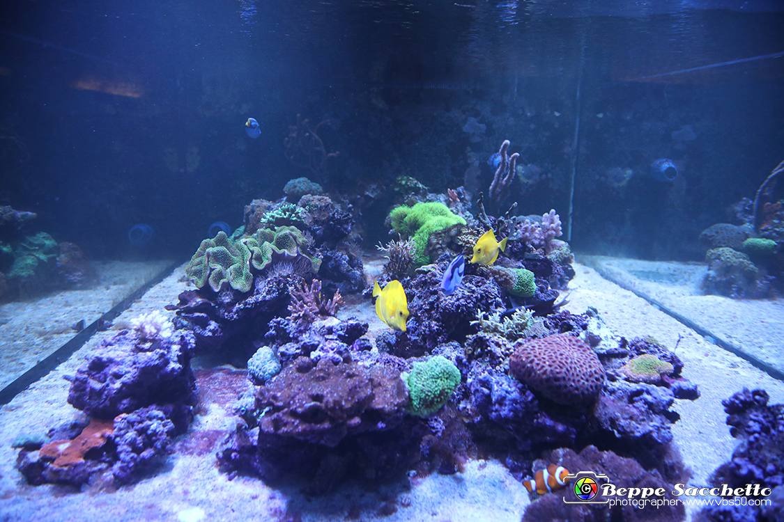 VBS_9159 - Museo Paleontologico - Asti.jpg
